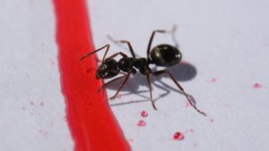 Odorous House Ants-and-odorous-ants Odorous House Ants-and-odorous-ants
