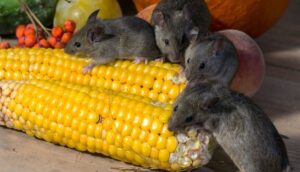 Pest Control In United States-rats-rodent-pest