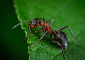 Argentine Ants-argentine-ants-insect-pest Argentine Ants-argentine-ants-insect-pest