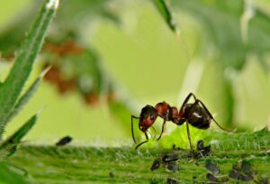 Argentine Ants-insect-pest Argentine Ants-insect-pest