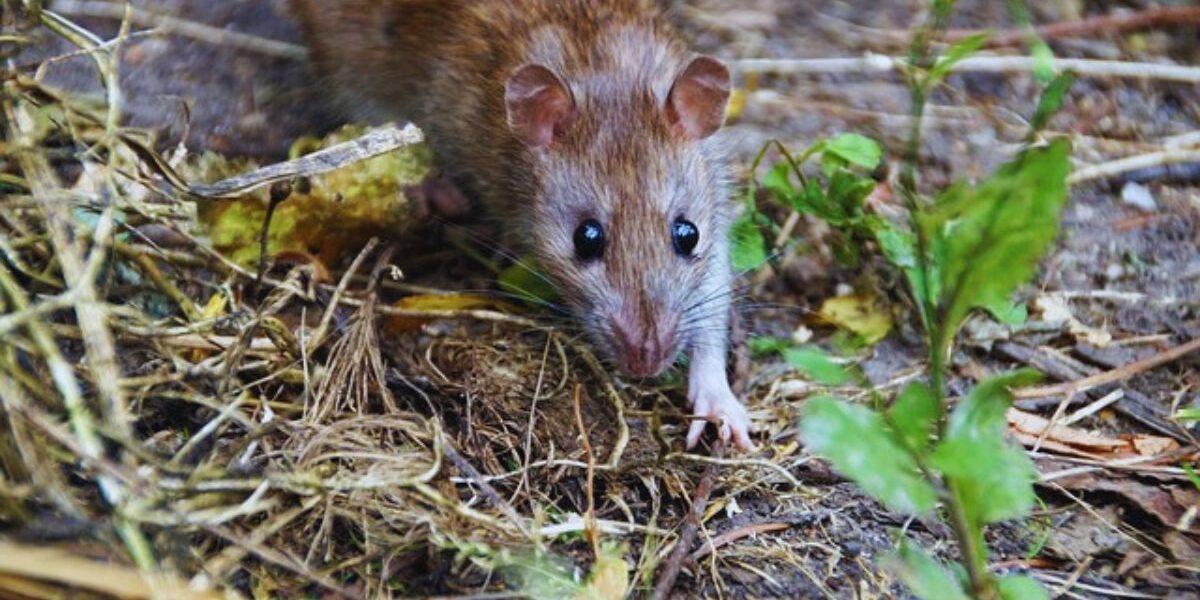 How to Get Rid of Norway Rats-a-norway-rat