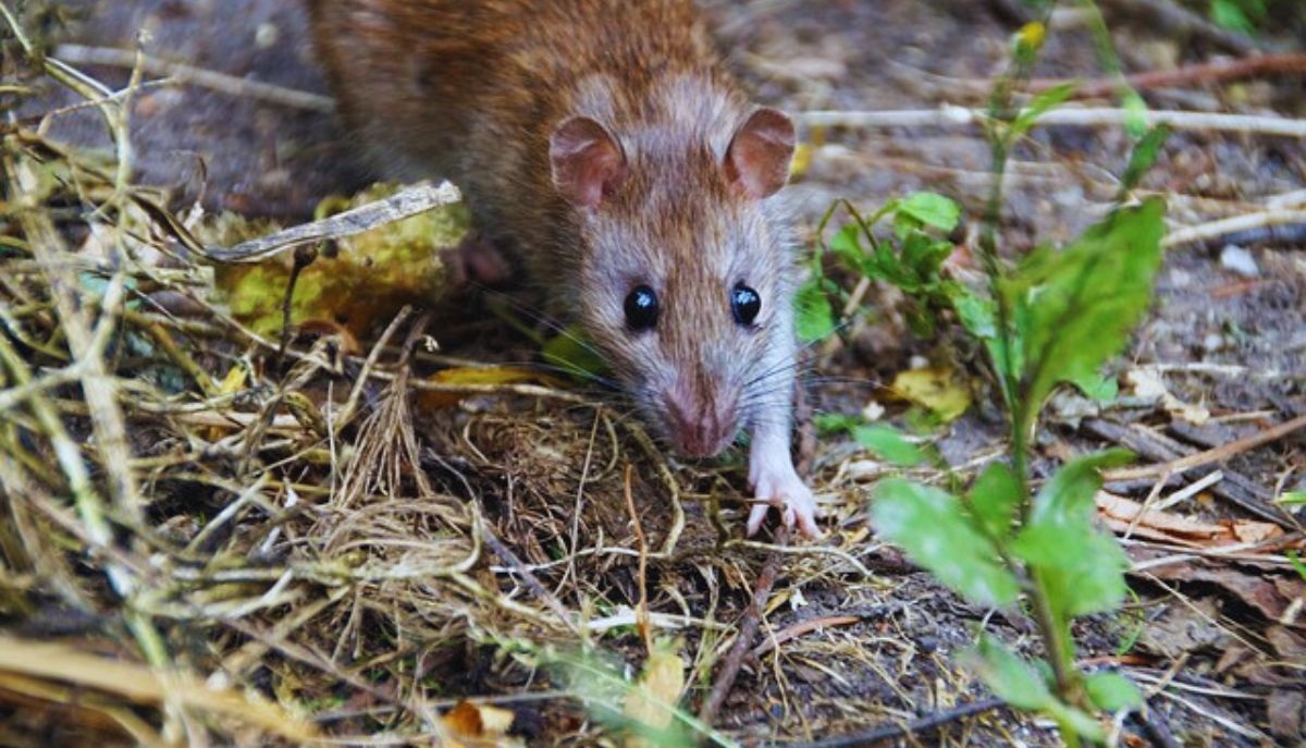 How to Get Rid of Norway Rats-a-norway-rat