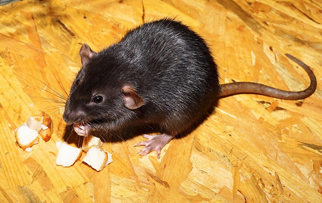 How to Get Rid of Norway Rats-a-norway-rat How to Get Rid of Norway Rats-a-norway-rat