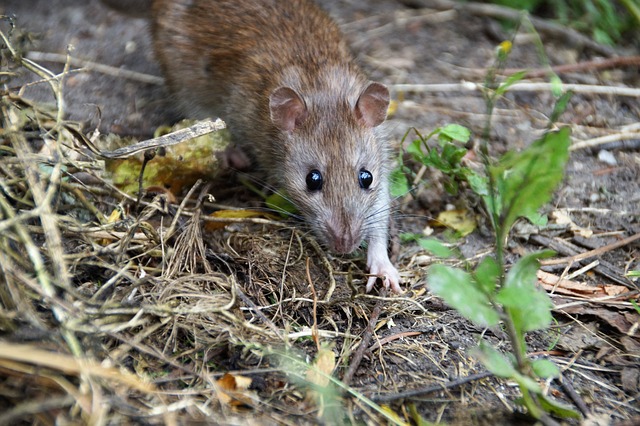 How to Get Rid of Norway Rats-a-norway-rat How to Get Rid of Norway Rats-a-norway-rat