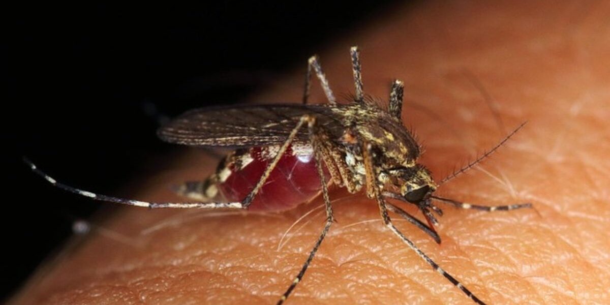 Top Mosquito Repellents for Sensitive Skin (2025 Guide)-mosquito-insect-pest