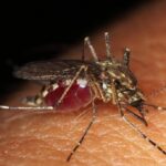 Top Mosquito Repellents for Sensitive Skin (2025 Guide)-mosquito-insect-pest
