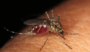How To Identify Bed Bug Bites Vs Mosquito Bites-a-mosquito How To Identify Bed Bug Bites Vs Mosquito Bites-a-mosquito