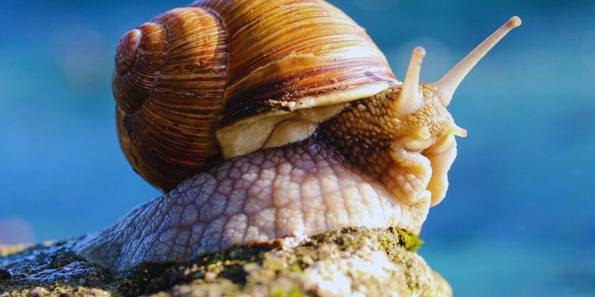 Natural Ways To Get Rid Of Slugs In The Garden-a-snail-garden-pest