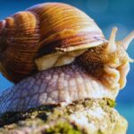 Natural Ways To Get Rid Of Slugs In The Garden-a-snail-garden-pest