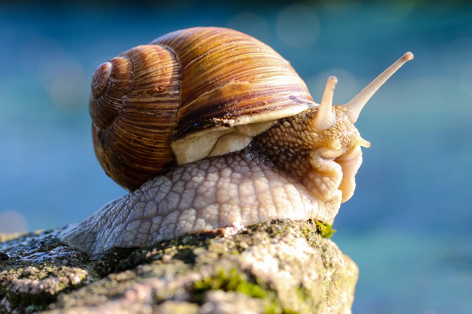 Natural Ways To Get Rid Of Slugs In The Gardena-snail-garden-pest Natural Ways To Get Rid Of Slugs In The Gardena-snail-garden-pest