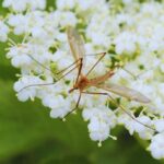 Natural Mosquito Repellent For Yard-a-mosquito-insect-pest