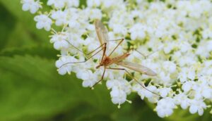 Do Mosquitoes Prefer A Certain Blood Type-a-mosquito-insect-pest Do Mosquitoes Prefer A Certain Blood Type-a-mosquito-insect-pest