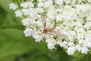 Natural Mosquito Repellent For Yard-a-mosquito-resting Natural Mosquito Repellent For Yard-a-mosquito-resting