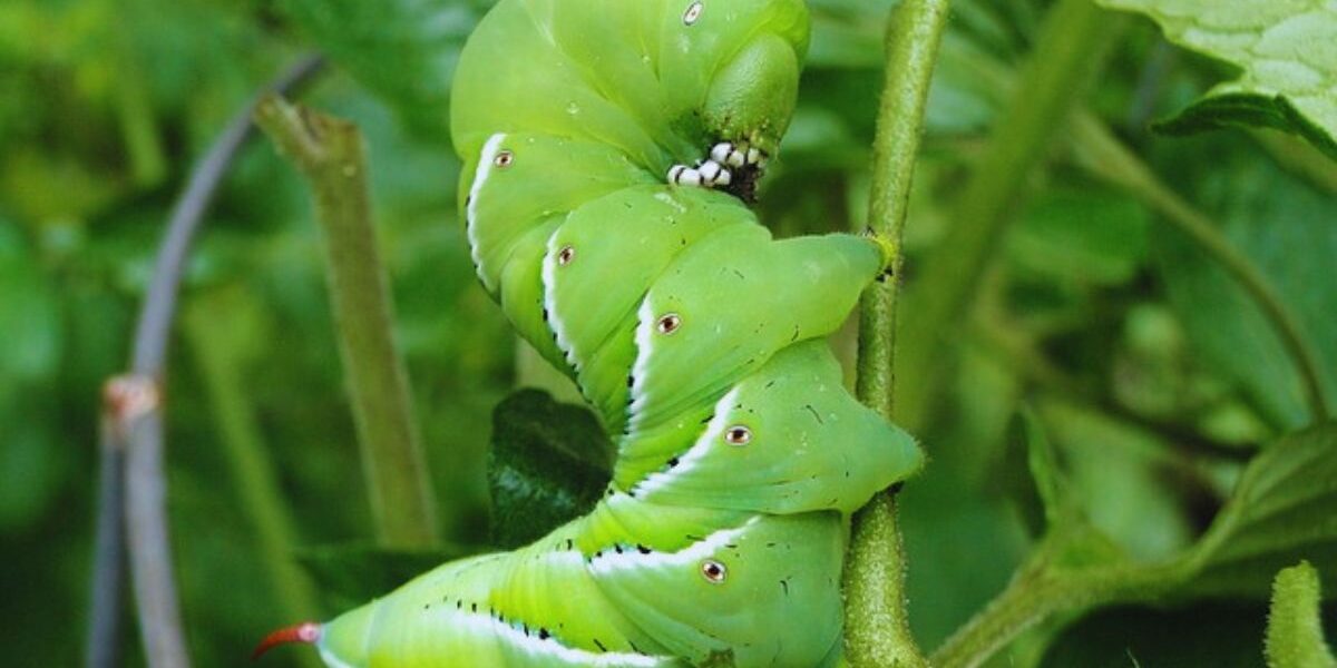 Organic Caterpillar Repellent For Vegetables-a-caterpillar-garden-pest