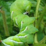 Organic Caterpillar Repellent For Vegetables-a-caterpillar-garden-pest