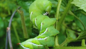 How To Identify Common Garden Pests-caterpillar-garden-pets