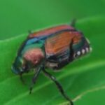 Best Spray For Japanese Beetles On Plants-a-japanese-insect-pest