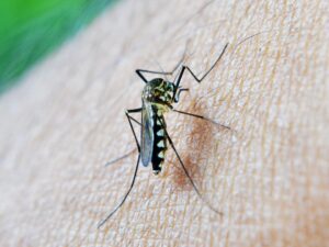 Best Mosquito Repellent-a-mosquito-insect-pest Best Mosquito Repellent-a-mosquito-insect-pest