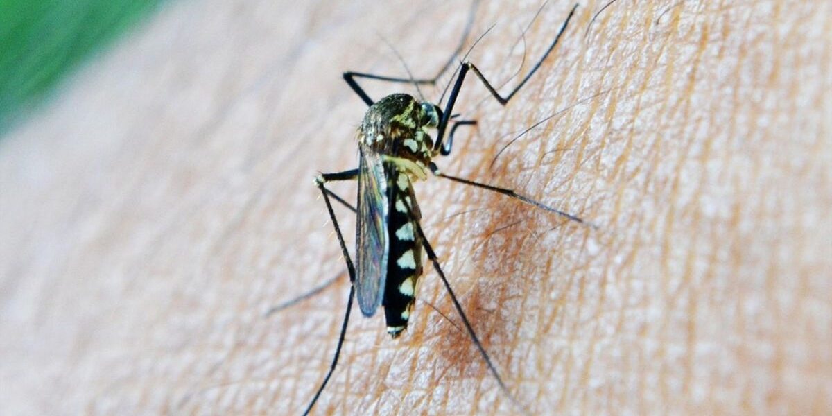Best Mosquito Repellent-mosquito-insect-pest