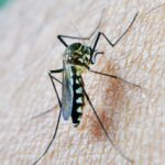 Best Mosquito Repellent-mosquito-insect-pest