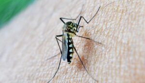 Best Mosquito Control Options After Flooding-a-mosquito-insect-pest Best Mosquito Control Options After Flooding-a-mosquito-insect-pest