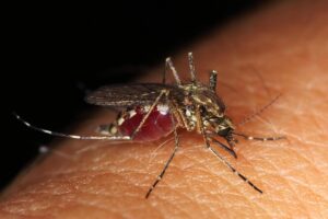 Top Mosquito Repellents for Sensitive Skin (2025 Guide)-mosquito-insect-pest Top Mosquito Repellents for Sensitive Skin (2025 Guide)-mosquito-insect-pest
