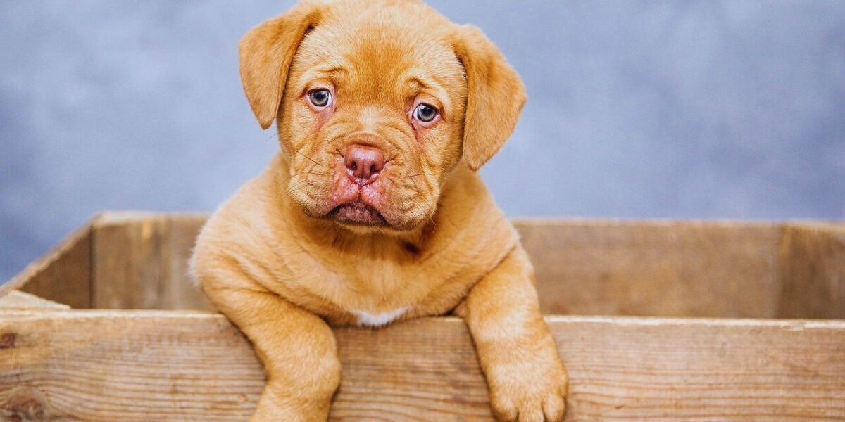 How To Get Rid Of Fleas In House Fast Naturally-a-puppy