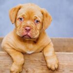 How To Get Rid Of Fleas In House Fast Naturally-a-puppy