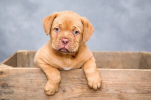 How To Get Rid Of Fleas In House Fast Naturally-a-puppy How To Get Rid Of Fleas In House Fast Naturally-a-puppy