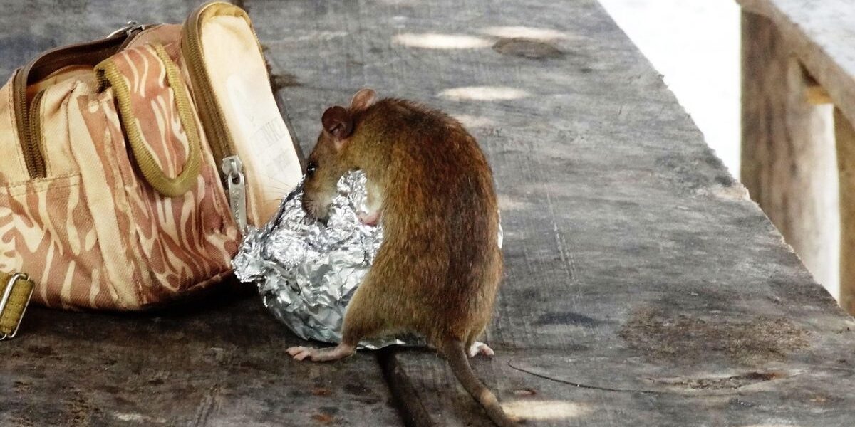 Rodent Control-a-rat-rodent-pest