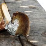 Rodent Control-a-rat-rodent-pest