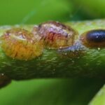Best Organic Scale Insect Control Solutions-scale-insect-pest