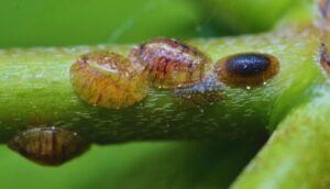 Best Organic Scale Insect Control Solutions-scale-insect-pest