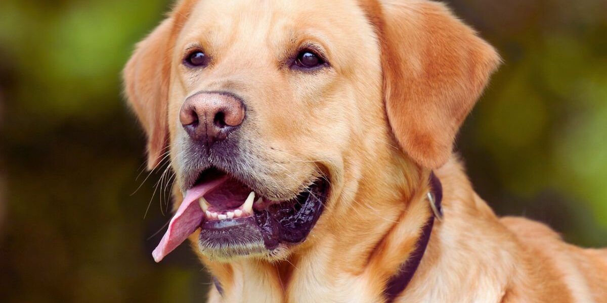 Best Flea Collars For Large Dogs-labrador-retriever-dog