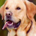 Best Flea Collars For Large Dogs-labrador-retriever-dog