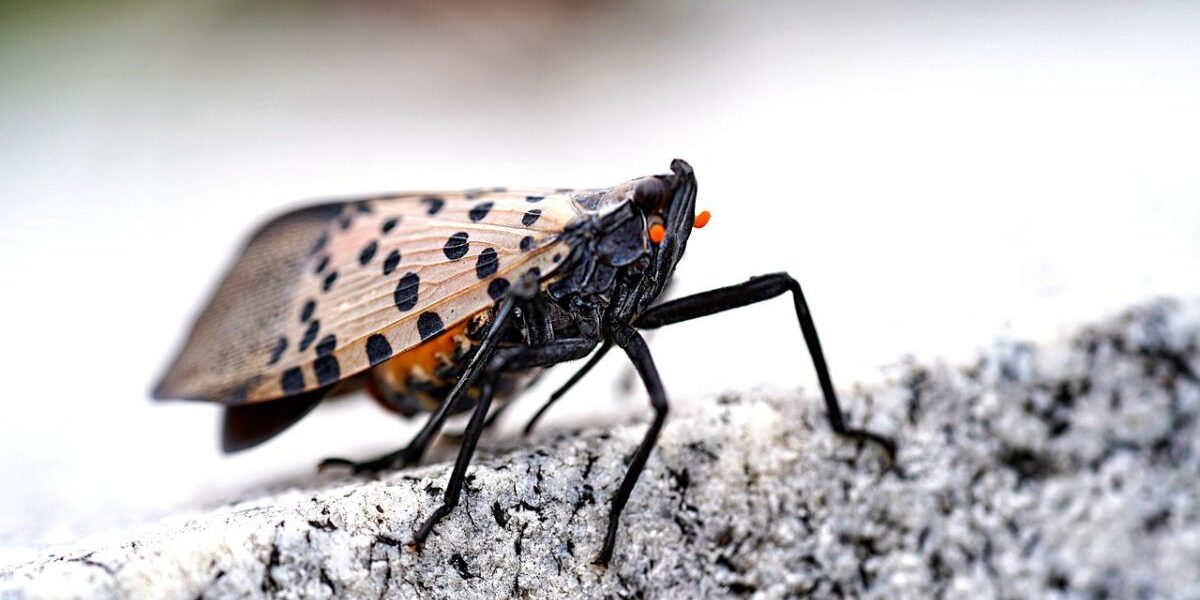 Lanternfly Native Predator Solutions-spotted-lanternfly-insect-pest
