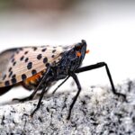Lanternfly Native Predator Solutions-spotted-lanternfly-insect-pest