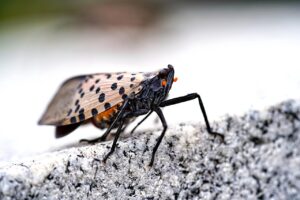 How To Remove Spotted Lanternfly Egg Masses From Trees-a-spotted-lanternfly