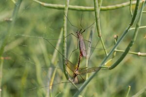 Best Mosquito Control Options After Flooding-mosquito-insect-pest Best Mosquito Control Options After Flooding-mosquito-insect-pest