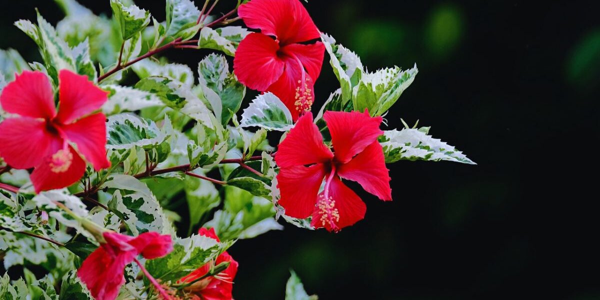 How To Get Rid Of Hibiscus Gall Midge-variegated-hibiscus-flowering-plant
