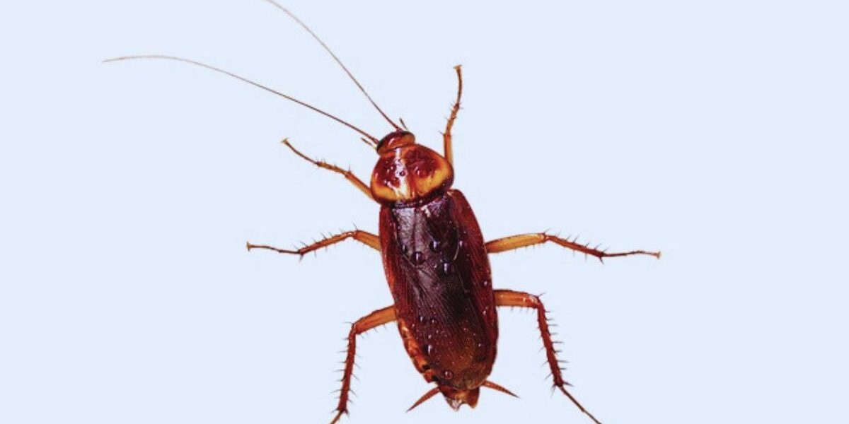 How Long Can A Cockroach Live Without A Head-and amercian-cockroach