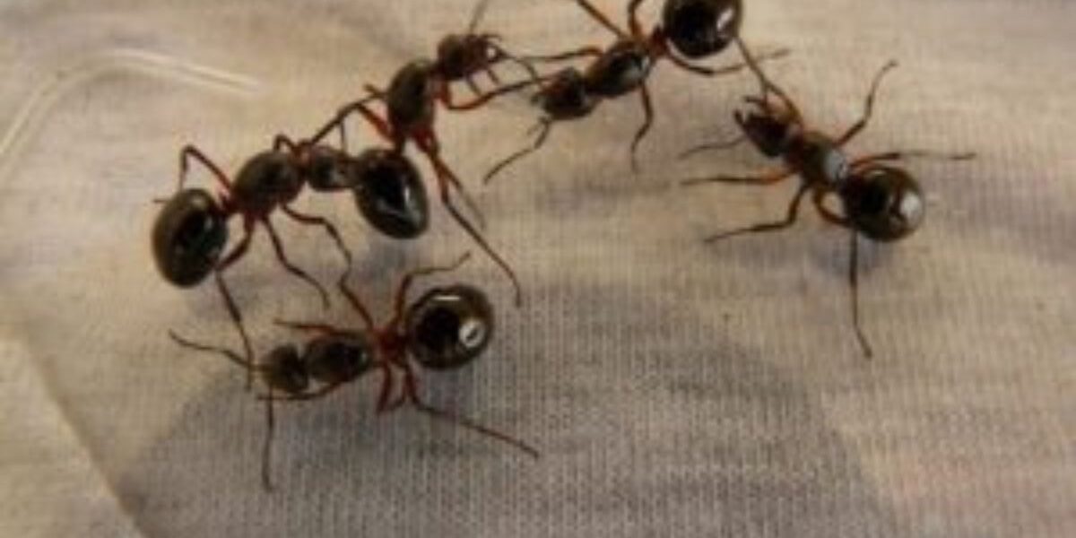 Why Ants Are Attracted To Electronics-ants-insect-pests