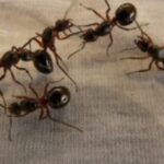 Why Ants Are Attracted To Electronics-ants-insect-pests