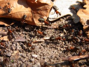 Why Dead Ants Attract More Ants-ants-insect-pest Why Dead Ants Attract More Ants-ants-insect-pest
