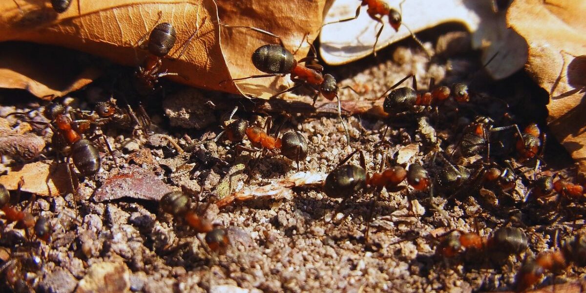 Why Dead Ants Attract More Ants-ants-insect-pest