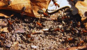 Ant Life Cycle-ants-insect-pests Ant Life Cycle-ants-insect-pests