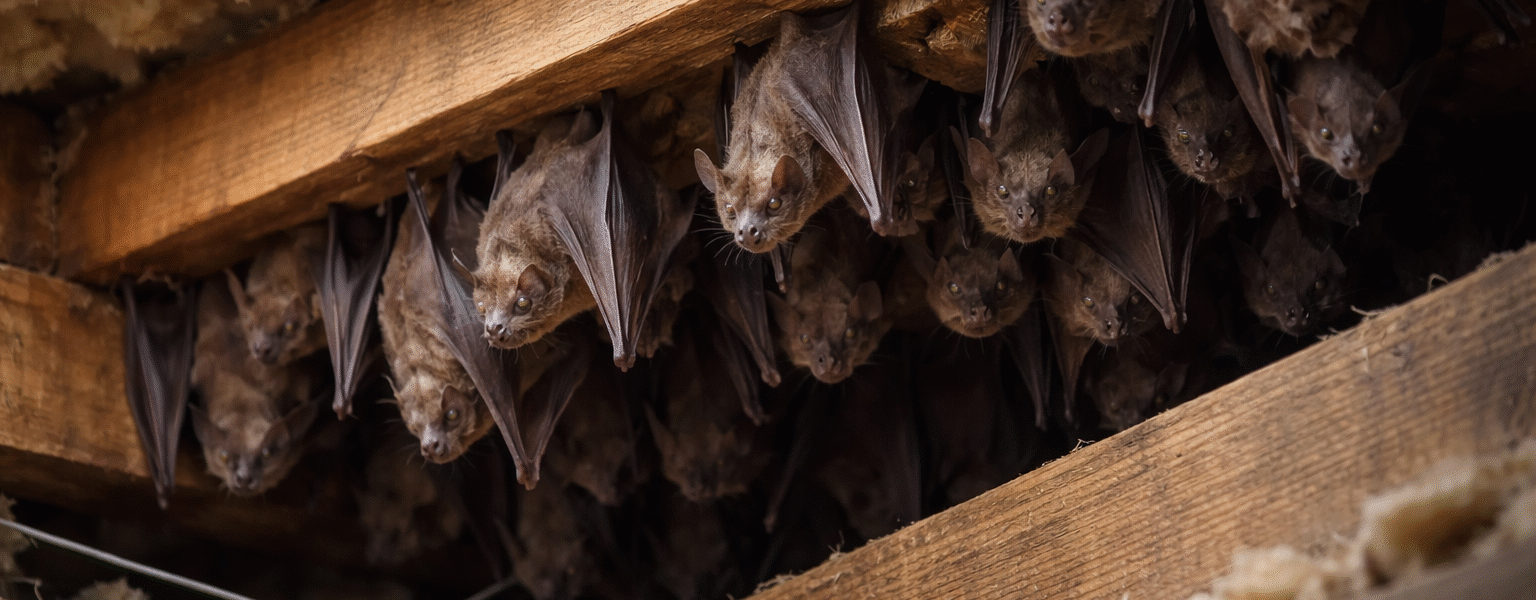 Keep Bats Away Without Harming Them-bats-hanging-upside-down-in-an-attic-roost