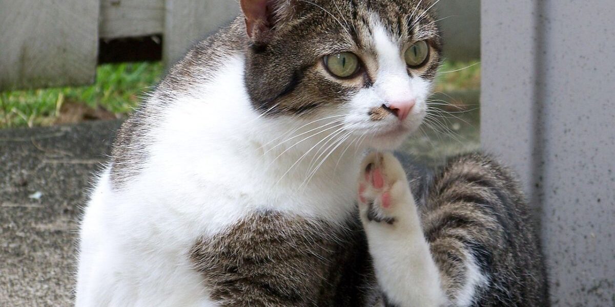 Best Flea Treatment For Indoor Cats-a-cat