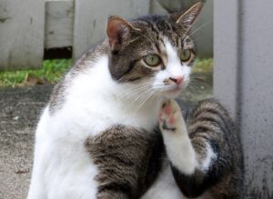 Best Flea Treatment For Indoor Cats-a-cat-scratching