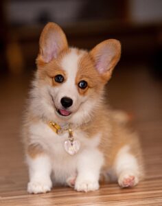 Best Natural Flea Collar For Small Dogs-a-beautiful-puppy Best Natural Flea Collar For Small Dogs-a-beautiful-puppy